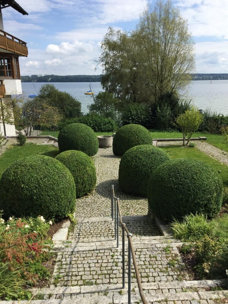 Buchs schön geschnitten in Schondorf am Ammersee